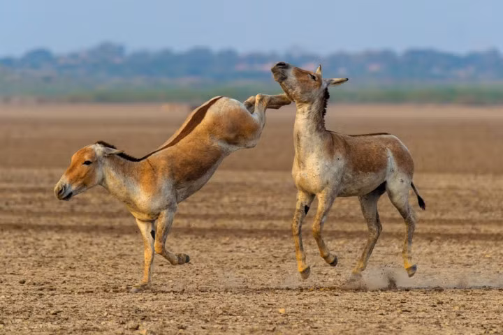 Sa mạc Little Rann of Kutch là vùng đất khô cằn với lượng mưa trong năm rất ít và thất thường nhưng lại là nơi ẩn náu an toàn của nhiều loài động vật. Loài lừa hoang trong ảnh là một ví dụ điển hình cho khả năng thích nghi với điều kiện sống ở sa mạc.