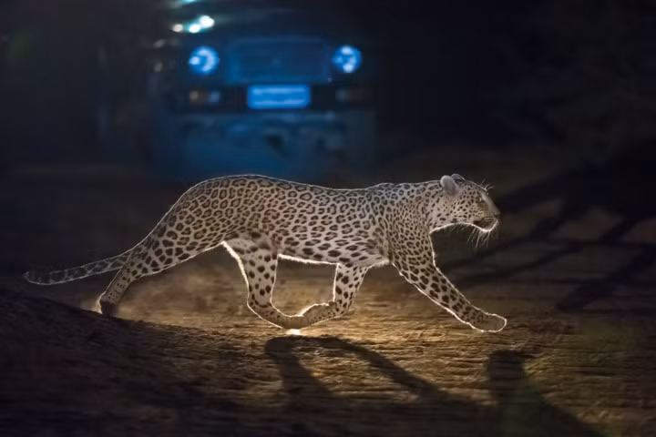 Một con báo nhẹ nhàng băng qua con đường ở làng Rajasthan. Ban ngày, loài báo ẩn nấp ở những khu vực núi đá hiểm trở nhưng đêm đến chúng có thể mò xuống những làng mạc để bắt dê, gia cầm và thậm chí là cả những chú chó.