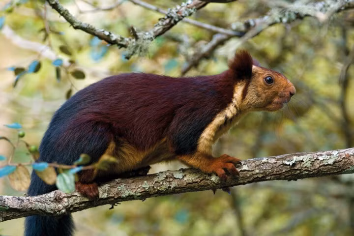 Loài sóc khổng lồ của Ấn Độ thường được tìm tháy ở Tây Ghats, Nam Ấn Độ. Loài động vật ở Ấn Độ này có thể đạt tới kích thước tương đương một con mèo nhà cỡ trung bình.