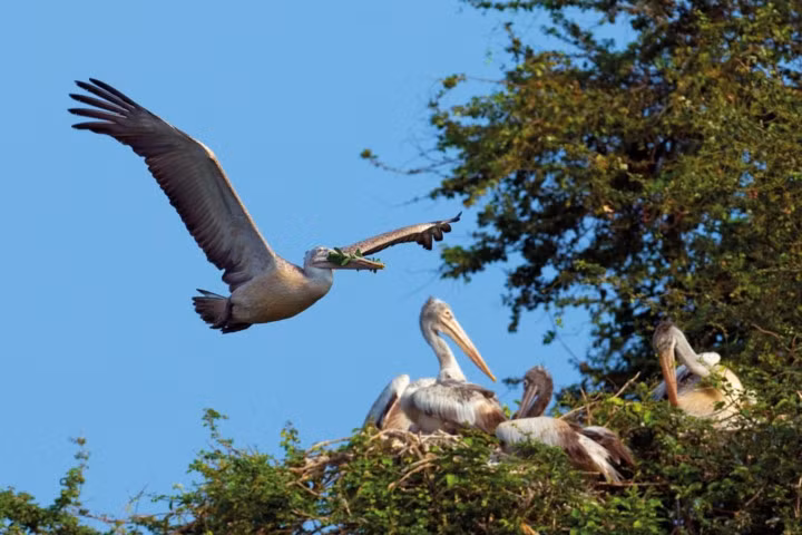 Chim bồ nông làm tổ trên những cây lớn trong khu bảo tồn chim Ranganathittu ở Karnataka.