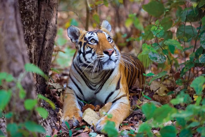 Số lượng hổ trong tự nhiên đã suy giảm trầm trọng trong thế kỷ qua, từ khoảng 100.000 cá thể xuống còn khoảng 3.900 và một nửa trong số đó là ở Ấn Độ. Trong ảnh là một chú hổ cái tại Vườn Quốc gia Kanha ở Madhya Pradesh, Ấn Độ.
