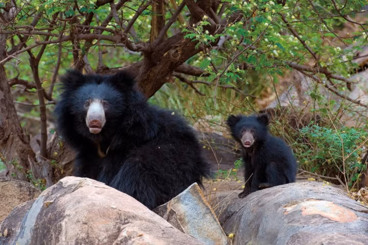 Không giống như các loài gấu sống ở nhiều khu vực lạnh giá khác trên thế giới, loài gấu ở Ấn Độ không ngủ đông vì chúng có thể có cỏ để ăn quanh năm.