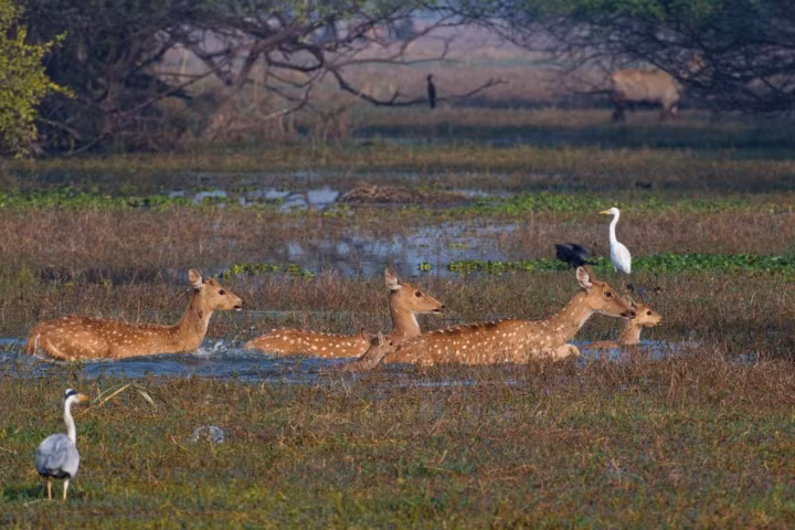 Đàn hươu sao băng qua đầm lầy tại Vườn Quốc gia Keoladeo ở phía đông Rajasthan, Ấn Độ.