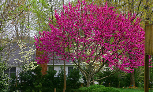 Trồng cây hạnh phúc trong vườn nhà mang may mắn cho gia chủ. Ảnh minh họa