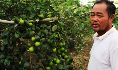 Ông Dương Đức Châm bên vườn táo sai trĩu quả, mỗi ngày thu hút hàng chục lượt khách tới thăm quan, mua quả. Ảnh: D.H