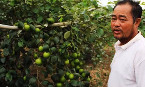 Ông Dương Đức Châm bên vườn táo sai trĩu quả, mỗi ngày thu hút hàng chục lượt khách tới thăm quan, mua quả. Ảnh: D.H