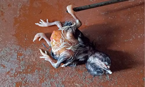 Do xo di xem chu ga bi an co 4 chan 2 dau o Soc Trang