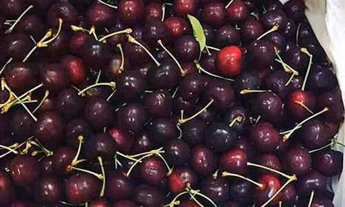Nghi ngai nguon goc qua cherry gia re “giat minh”