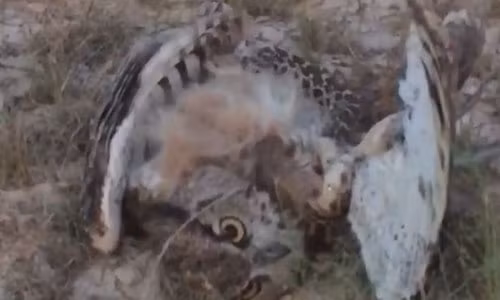 Chim cu bat ran, khong ngo bi con moi phan don siet chet dau don