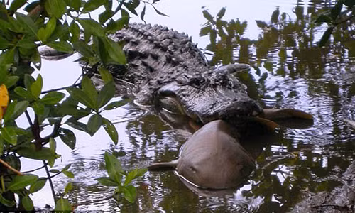 Ep 500 ca sau non, giat minh khi thay loai vat bi an thit