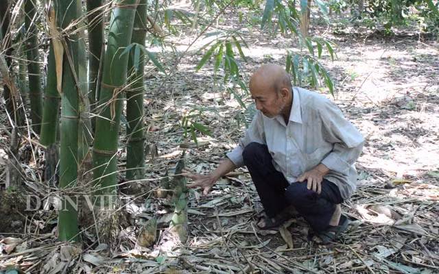 Hon 20 nam cuc nhoc trong 200 ha rung ma khong...ban go-Hinh-3