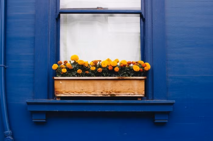 Hãy làm khách nhà bạn bất ngờ bằng cách kết hợp giữa màu hoa bên cửa sổ với màu sơn tường.