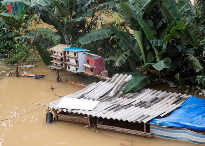 Chuồng chăn nuôi gần như bị biến mất trong nước.