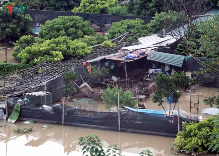 Chuồng chăn nuôi ngập nước.