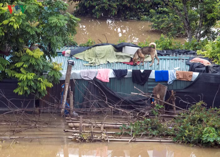 Tình cảnh hiện nay của nhiều ngôi nhà tạm ở giữa lòng sông Hồng, vật nuôi "sống" trên mái nhà.