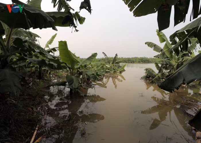 Nhiều diện tích hoa màu, cây ăn quả bị ngập úng.