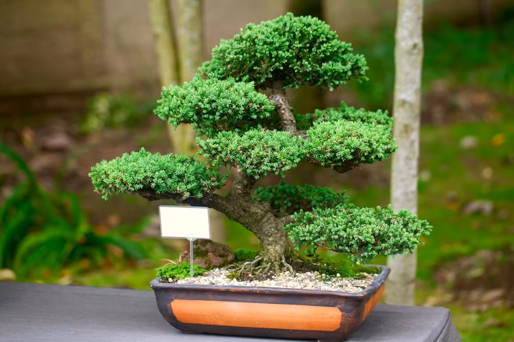 Ngoài ra, loại cây này còn có thể lọc ra không khí sạch cho căn nhà của bạn bằng cách tiết ra chất kháng khuẩn từ lá và hoa, giúp tiêu diệt vi khuẩn trong không khí.