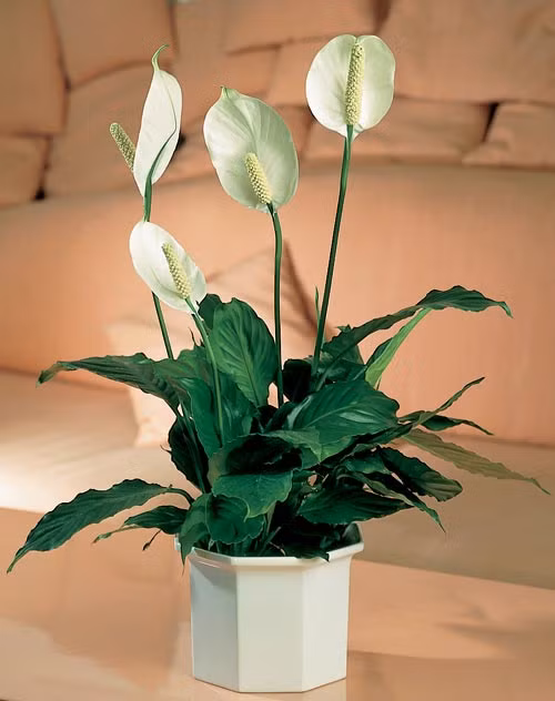 Cây Lan Ý tại Việt Nam còn được gọi là cây bạch môn, huệ hòa bình hoặc vĩ hoa trắng. Loài cây này còn có ý nghĩa tượng trưng cho “niềm hạnh phúc của phụ nữ”, tức là nếu bạn trồng loại cây này thì hạnh phúc và tình yêu sẽ tràn ngập khắp căn nhà đấy. Hơn thế nữa cây Lan Ý không chỉ có khả năng hút ẩm, mà còn cân bằng không khí và tiêu diệt các tế bào nấm mốc trong nhà nữa.