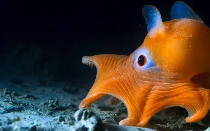 Bạch tuộc flapjack- một loại sinh vật hết sức đặc biệt và quý hiếm sinh sống ngoài khơi California.