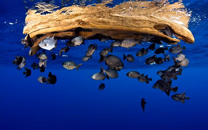 Đàn cá con bơi gần một vật thể trôi nổi trên đại dương. Những vật thể trôi nổi luôn thu hút sự chú ý của loài sinh vật đặc biệt này.