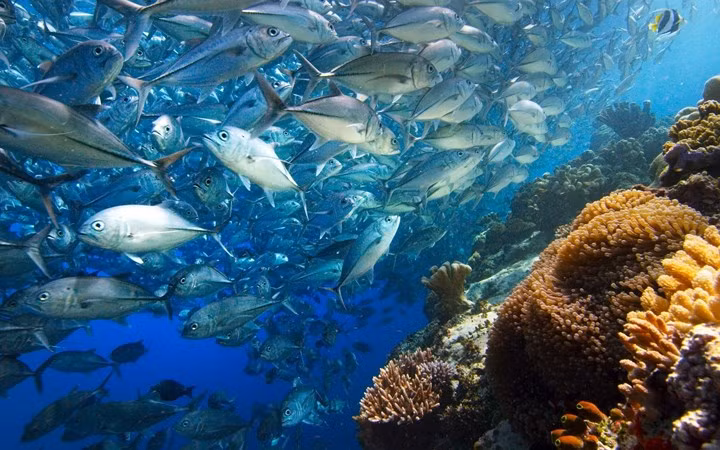 Đàn cá khế tập trung gần một rạn san hô ngoài khơi Borneo.