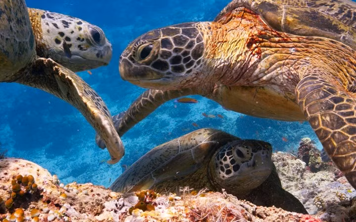 Ba chú rùa xanh tìm nơi sạch sẽ để sinh sống ở vùng nước ngoài khơi Borneo.