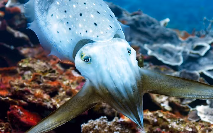Một chú mực nang vân trắng tại vùng biển Indonesia. Da của loài mực này có hàng triệu chấm nhỏ li ti giúp chúng đổi màu cơ thể.