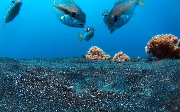 Một đàn cá tráp đang khuấy động nước để săn mồi.