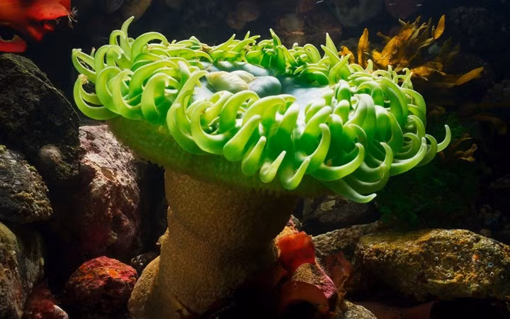 Một loài hải quỳ sinh sống dọc bờ biển Canada.