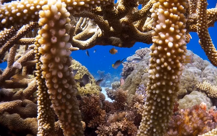 Một góc rạn san hô ngoài khơi Australia.