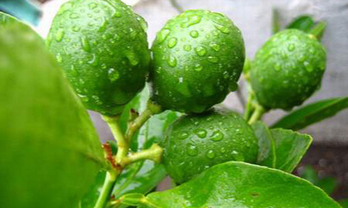 Lá chanh được xem là tiên dược chữa bách bệnh trong đông y.