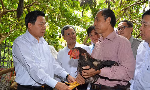 Khong chu y nhan hieu, de mua ga Ho “dom”