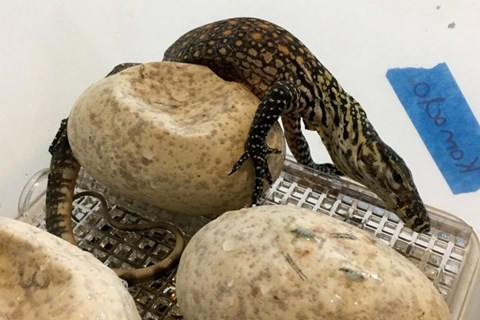 Cá thể rồng Komodo trong tự nhiên trên thế giới rất hiếm gặp.