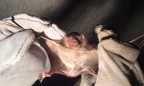 Soc: Nguoi dan ong tu vong vi bi doi can