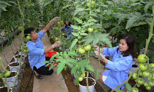 Bất chấp trời giá rét, ông Ích vẫn ra đồng thu hoạch những quả ớt đã chín đỏ. Ảnh: Thuần Việt