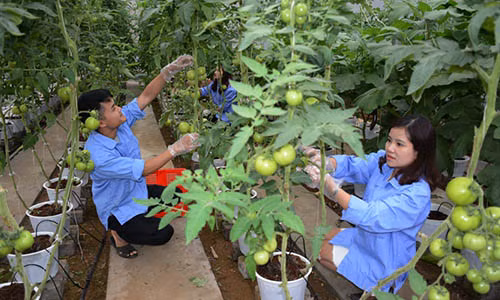 Bất chấp trời giá rét, ông Ích vẫn ra đồng thu hoạch những quả ớt đã chín đỏ. Ảnh: Thuần Việt