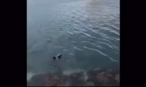 Duoc cho an, hai cau hanh dong bat ngo de cam on