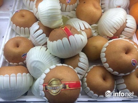 Lê Hàn Quốc quả to, thường có trọng lượng 6-8 lạng.