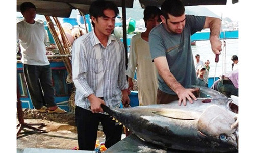 Việt Nam có thể trở thành quốc gia lớn về xuất khẩu cá ngừ. Ảnh tư liệu