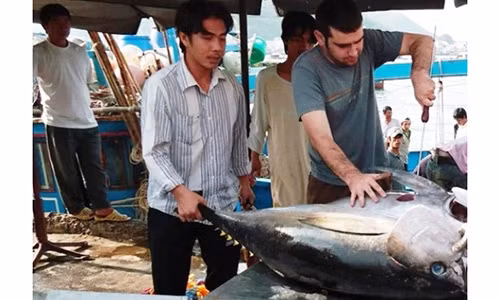 Việt Nam có thể trở thành quốc gia lớn về xuất khẩu cá ngừ. Ảnh tư liệu