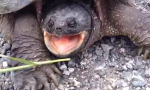 Cho rùa khổng lồ ăn, không ngờ bị đớp cực nhanh, rút tay không kịp Cho rua khong lo an, khong ngo bi dop cuc nhanh, rut tay khong kip