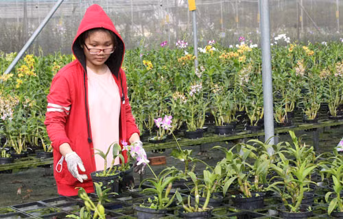 Hoc Mon: Trong hoa lan dat loi nhuan toi 700 trieu dong/ha