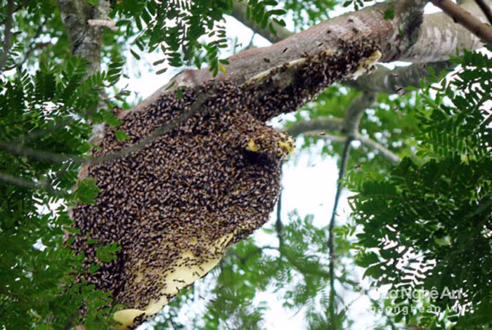 Thông thường, khi lấy ong, người thợ chỉ lấy phần có mật còn thì trừ lại trên cây để ong tiếp tục sinh sản và làm mật.