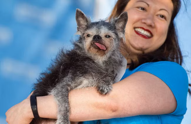 Vị trí thứ hai của cuộc thi thuộc về Moe, 16 tuổi. Chú chó này bị mất khả năng nghe và nhìn, có mũi rất thính.