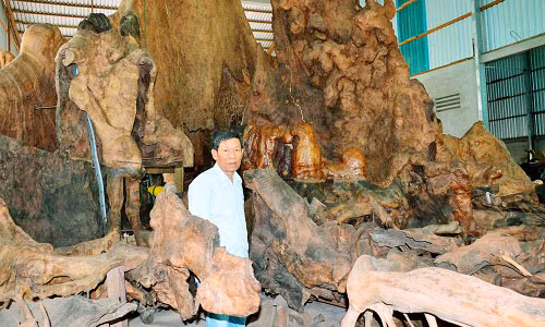 Goc bang 600 tuoi nhu hang dong: Tra 35 ti, chu van lac dau