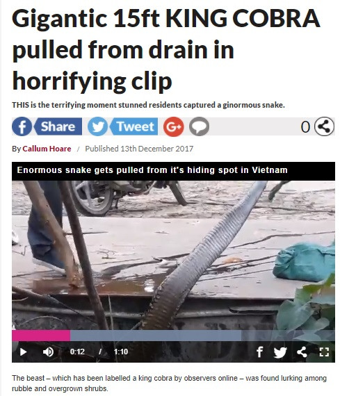 Báo Anh Daily Star đăng tải lại video bắt rắn khủng ở Vĩnh Phúc hôm 13.12