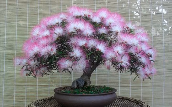 Chậu bonsai mini hút mọi ánh nhìn bởi những chùm hoa đẹp mắt.