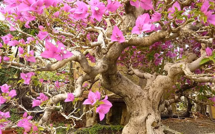 Cây hoa giấy cổ thụ.