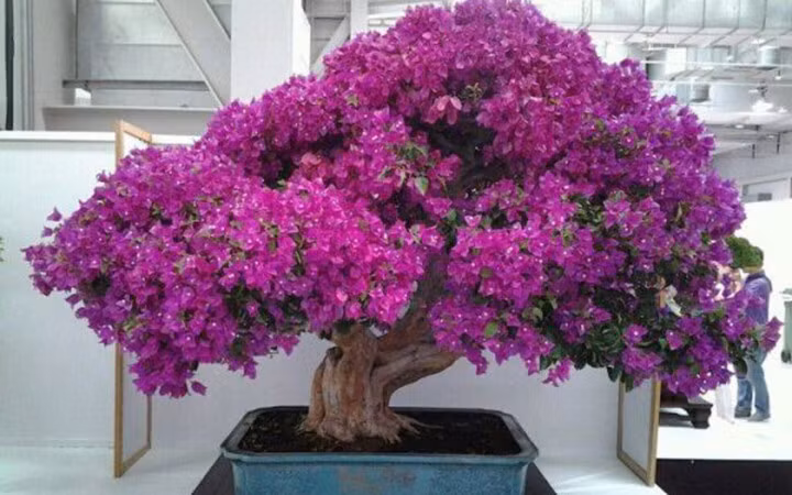 Bougainvillea Bonsai của nghệ nhân Lorna Toledo thuộc dòng hoa giấy.