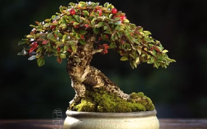 Cây cảnh này mang tên Shohin. Shohin là một từ tiếng Nhật, có nghĩa nôm là “rất nhỏ”.